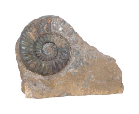 A polished ammonite "asteroceras" Jurassic Period lower lias sinemurian stag, Conesby Quarry Scunthorpe, H23cm 