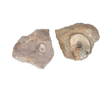 2 Jurassic Period ammonites (eparietites) and (andorgynoceras), found Conesby Quarry and Northcott Brick and Tile Works Block