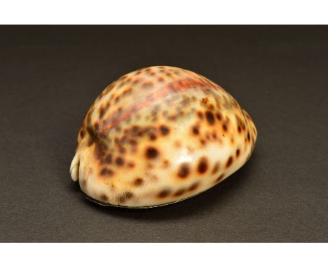 AN EARLY 19TH CENTURY SCOTTISH PROVINCIAL SILVER MOUNTED COWRIE SHELL SNUFF BOX, plain, the hinged lid interior with partiall