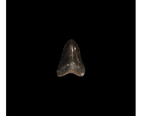 Early Pliocene Epoch, 4 million years BP. A fossil Carcharocles megalodon shark tooth, displaying some very good polished too