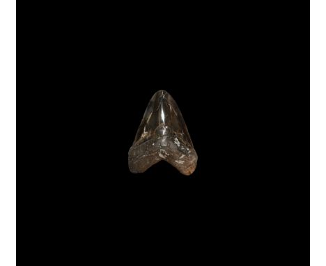 Early Pliocene Epoch, 4 million years BP. A Carcharocles megalodon shark tooth with some good tooth enamel.   197 grams, 11.6