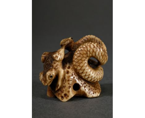 Kraftvolles Hirschhorn sansukumi Netsuke "Schlange frisst Kröte" mit schöner Einbeziehung der inneren Knochensubstanz auf dem