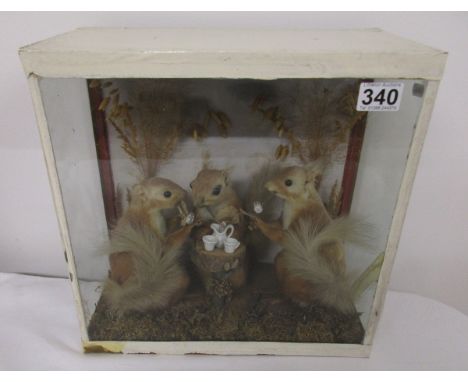 Taxidermy - Cased squirrels playing cards in the style of Walter Potter - Est £100 to £200