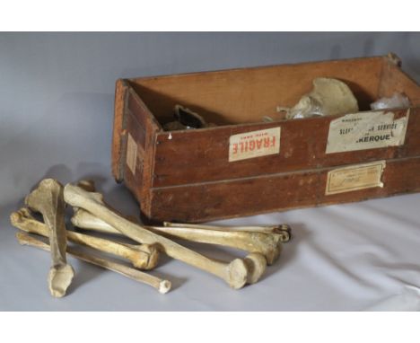TWO BOXES OF VARIOUS VINTAGE HUMAN BONES, from the study of the artist JOHN SERGEANT (1937-2010). The one vintage box with la