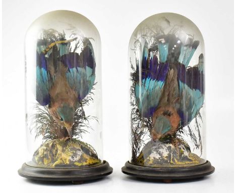 A pair of Victorian taxidermy India Roller birds, each mounted in diving positions within naturalistic setting, each under do