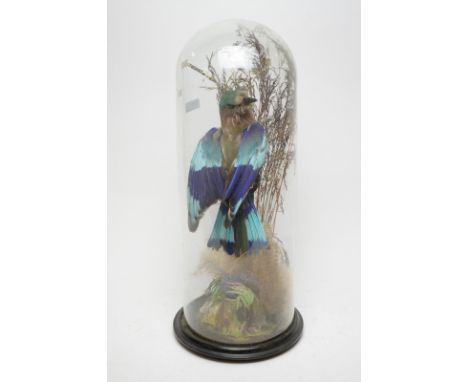 A mounted taxidermy Indian roller, on diorama base in glass domed case, 54cms high.