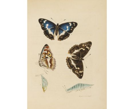 Butterflies.- Lewin (William) The Insects of Great Britain...with the natural history of each species, vol.1 only [all publis