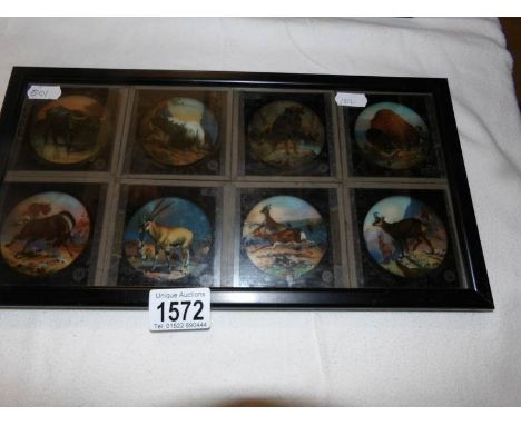 A framed set of 8 magic lantern slides of animals.