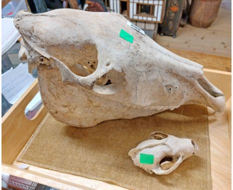 An old horse skull - sold with a smaller pig skull