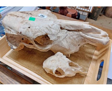A large old cow's skull - sold with another smaller animal skull
