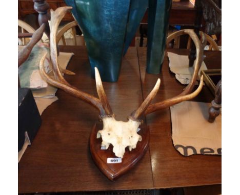 A large set of antlers on attached skull cap, set on a wooden shield plinth