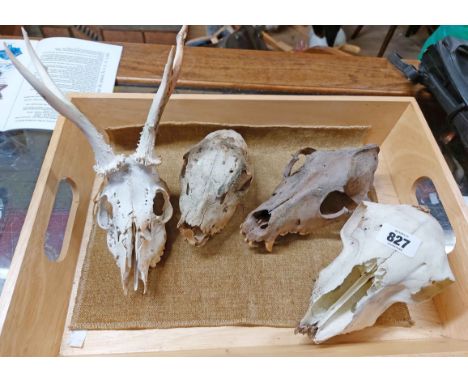 Three old animal skulls and a deer skull with antlers
