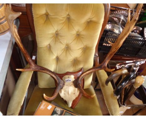 A large pair of skull mounted stag antlers, set on wooden shield plinth