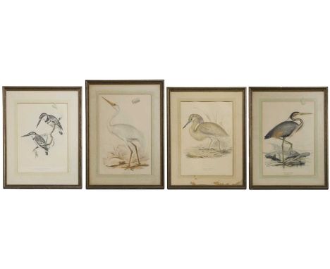 Edward Lear (1812-1888) and John Gould (1804-1881) Purple heron;White crane;Black and white kingfisher;Squacco heronfour lith