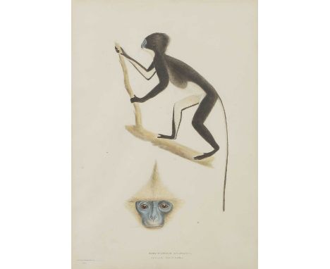 Hermann Schlegel (German, 1804-1884)  'Semnopithecus sumatranus' dated 'Monday November 6th 1848' l.l. and inscribed with tit