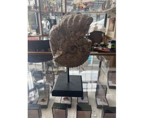 A DECORATIVE CRETACEOUS PERIOD AMMONITE FOSSIL, RETAINING OPALESCENT SHELL TO THE SURFACE, CIRCA 100 MILLION YEARS, DISPLAYED