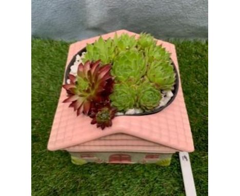 Succulents in ceramic cottage planter. Not available for in-house P&amp;P, contact Paul O'Hea at Mailboxes on 01925 659133 
