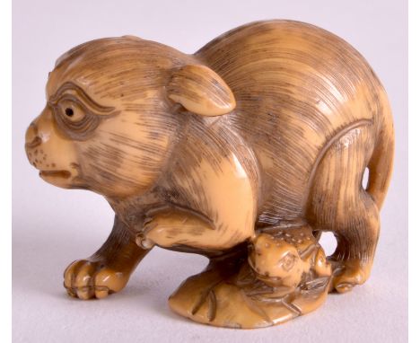 AN EARLY 20TH CENTURY JAPANESE MEIJI PERIOD CARVED STAINED IVORY NETSUKE modelled as a dog and toad. 1.5ins wide.