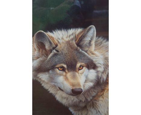 Andrew Hutchinson limited edition signed print 260/350 'Wolf' 66 cm x 58 cm including frame 