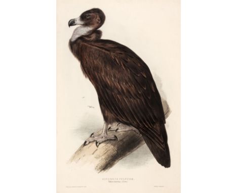 * Lear (Edward). Cinereus Vulture from Gould's Birds of Europe, 1832-37, printed by C. Hullmandel, lithograph with contempora