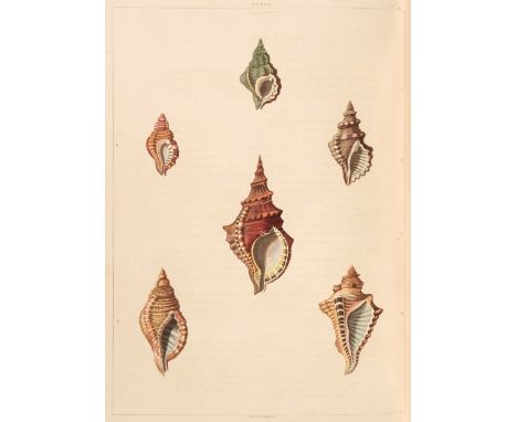 Perry (George). Conchology, or the Natural History of Shells: containing a new arrangement of the Genera and Species, illustr