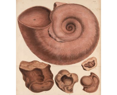 Sowerby (James). The Mineral Conchology of Great Britain; or Coloured Figures and Descriptions of those remains of Testaceous