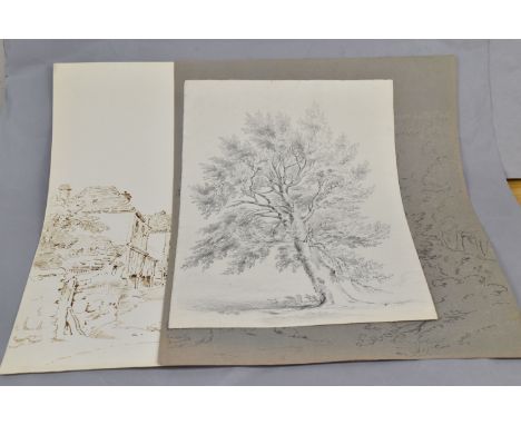 CIRCLE OF ALEXANDER MONROE (1802-1844) THREE SKETCHES, comprising a pencil study of a Beech tree dated June 3rd 1835, approxi