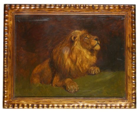 Briton Riviere, R.A. (British, 1840-1920):Study of a lion, oil on canvas, H 30 x W 40 cm.  Note: The present picture is likel