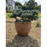 A pair of large terracotta planters, height 72cm, width 62cm. planting removed. Condition -