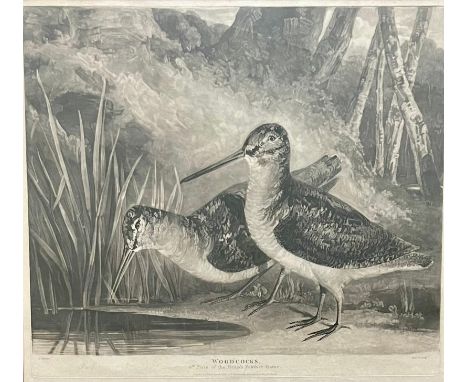 Charles Turner (British, 1777-1857), ‘Woodcocks’ 4th Plate of the British Feather Game. Proof plate. Published March 1, 1810,
