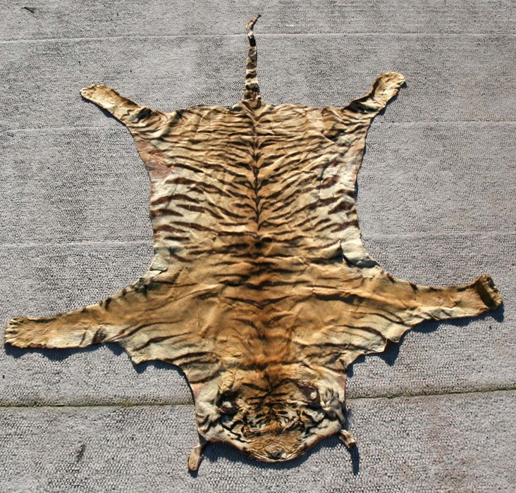Taxidermy A large early 20th century Indian Tiger skin rug with