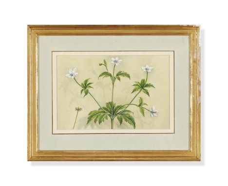SARDAR GANDA THAKAR SINGH (INDIAN 1899-1976) DANDELIONS; AND OTHERS WILDFLOWERS, SET OF TWO  Watercolour and bodycolour  Each