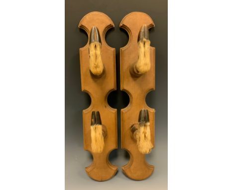 Taxidermy - a pair of Roe Deer hoof whip or gun racks, each with two feet, shaped backs, 48.5cm high (2) 