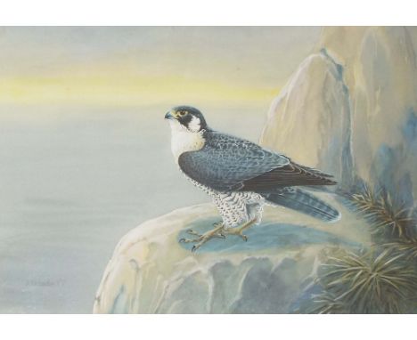 K* Richardson (20th century) - Bird of prey standing on a rock, possibly a peregrine falcon, signed and dated '87 (1987), pen