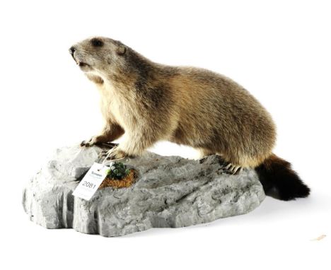 Taxidermy: Alpine Marmot (Marmota marmota), circa late 20th century, full mount with head turning slightly to the left, stood
