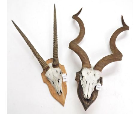 Antlers/Horns: African Hunting Trophies, Cape Greater Kudu (Strepsiceros strepsiceros), circa late 20th century, bull horns o
