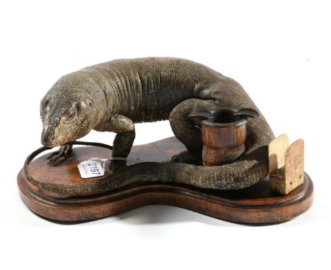 Taxidermy: A Lizard Mounted Desk/Smoking Companion, circa 1890, by Rowland Ward, 167 Piccadilly, London, a full mount Monitor