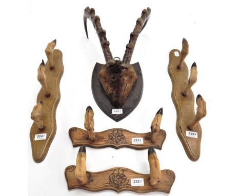 Antler /Horns: Wild Goat (Capra aegagrus), circa 1900, horns on hide covered frontlet, mounted upon a typical shaped shield, 