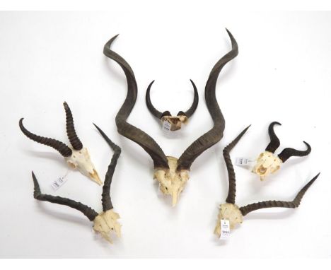 Antlers/Horns: African Hunting Trophies, Cape Greater Kudu (Strepsiceros strepsiceros) circa late 20th century, horns on fron