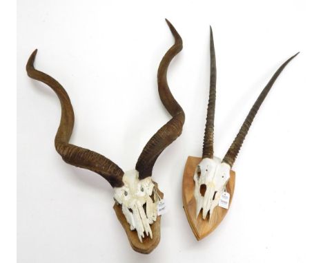 Antlers/Horns: African Hunting Trophies, Cape Greater Kudu (Strepsiceros strepsiceros), circa late 20th century, bull horns o