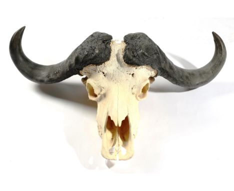 Antlers/Horns: African Hunting Trophy, Cape Buffalo (Syncerus caffer), circa late 20th century, horns on bleached upper skull