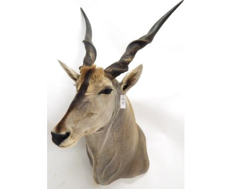 Taxidermy: Cape Eland (Taurotragus oryx oryx), circa 12/04/2011, Gold Medal class with NAPHA (Namibia Professional Hunting As