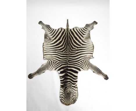 Taxidermy: Burchell's Zebra Skin (Equus quagga), circa 20th century, Kenya, a Burchell's/Plains Zebra flat skin, with outstre