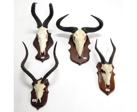 Antlers/Horns: African Hunting Trophies, circa late 20th century, Red Hartebeest horns on cut upper skull, mounted upon a sha