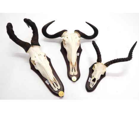 Antlers/Horns: African Hunting Trophies, modern, Cape Red Hartebeest (Alcelaphus caama), Namibia, Gold medal class,  large ho