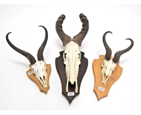 Antlers/Horns: African Hunting Trophies, Red Hartebeest (Alcelaphus caama), circa late 20th century, large horns on cut upper