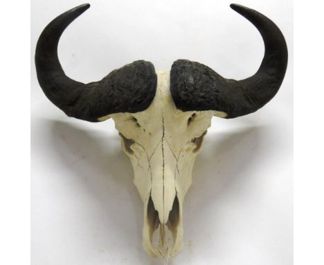 Antlers/Horns: African Hunting Trophy, Cape Buffalo (Syncerus caffer), circa late 20th century, horns on upper skull, widest 