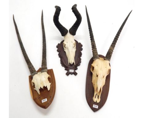 Antlers/Horns: African Hunting Trophies, Red Hartebeest (Alcelaphus caama), circa late 20th century, large horns on cut upper