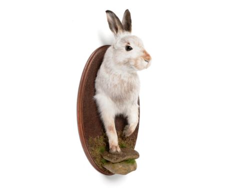 Taxidermy: Scottish Mountain Hare (Lepus timidus), modern, forepart mount with head turning slightly to the left, the feet re
