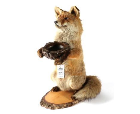 Taxidermy: Red Fox Waiter (Vulpes vulpes), circa late 20th century, full mount dog fox in upright position with front legs ou